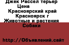 Джек Рассел терьер › Цена ­ 15 000 - Красноярский край, Красноярск г. Животные и растения » Собаки   